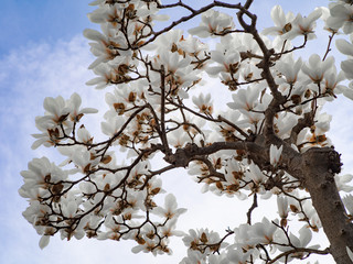 日本の春の木蓮の花