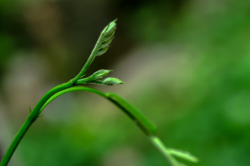 Top of the acacia that was taken at a very close distance