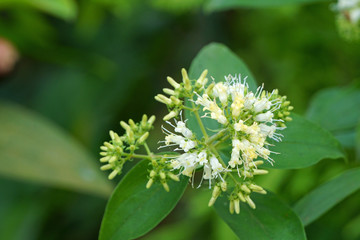 Hedyotis capitellata flowers bloom in summer morning