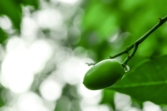 The New Neem Seeds Are Still Green.