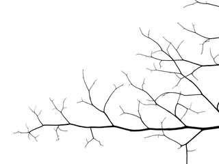 silhouette bare branch of tree on white background