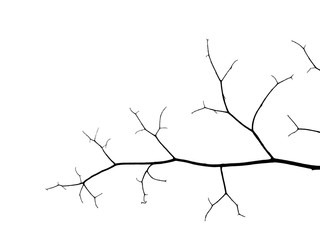 silhouette bare branch of tree on white background