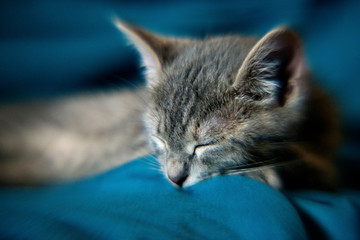 Beautiful gray little cat on the sofa. Shallow depth of field, bokeh, tilt shift