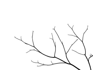 silhouette bare branch of tree on white background