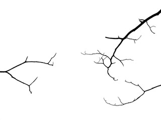 silhouette bare branch of tree on white background