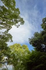 Obraz premium 森から見える空