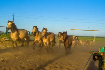 A herd of horses running on a farm in the dust.