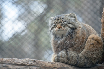 Pallas's cat (Otocolobus manul), also known as the manul