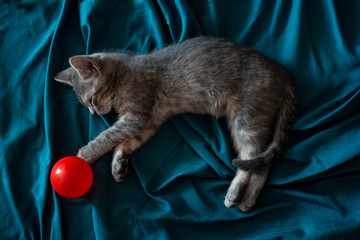 Beautiful gray little cat sleeping on the couch with a red ball