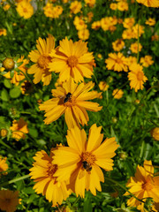 yellow flowers in garden