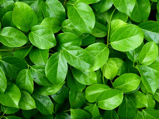 Naklejka na ściany i meble green leaf of ivy plant