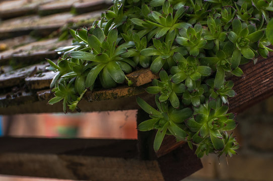 Sempervivum tectorum or houseleek, flowering plant in the family Crassulaceae, claiming that it protects buildings against lightning strikes. 