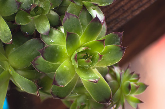 Sempervivum tectorum or houseleek, flowering plant in the family Crassulaceae, claiming that it protects buildings against lightning strikes. 