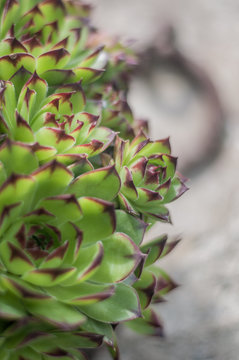 Sempervivum tectorum or houseleek, flowering plant in the family Crassulaceae, claiming that it protects buildings against lightning strikes. 