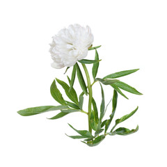 Delicate white peony flower isolated on white background.