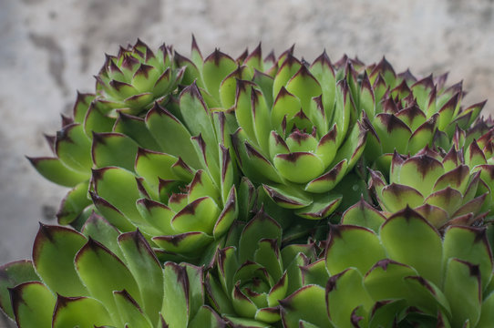 Sempervivum tectorum or houseleek, flowering plant in the family Crassulaceae, claiming that it protects buildings against lightning strikes. 