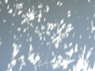 abstract shadow leaf on white wall