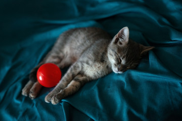 Beautiful gray little cat sleeping on the couch with a red ball. Shallow depth of field, bokeh,...