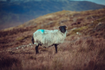 Mouton Irlandas