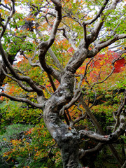 Close up of a Japanese maple leaf tree