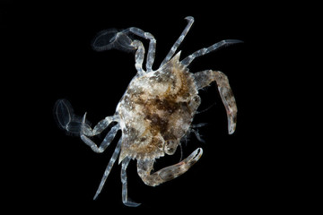 Blue Swimming Crabs,Young crab (Portunus pelagicus) isolated on black background