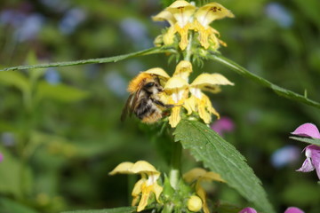 Hummel mit Blume