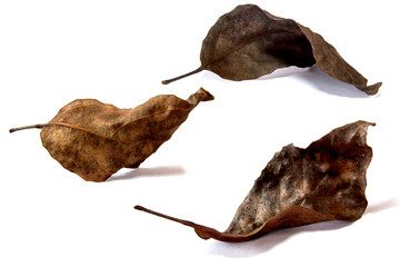 dry leaf set isolated on white background