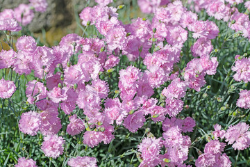 Obraz premium Chinesische Nelke, Dianthus chinensis