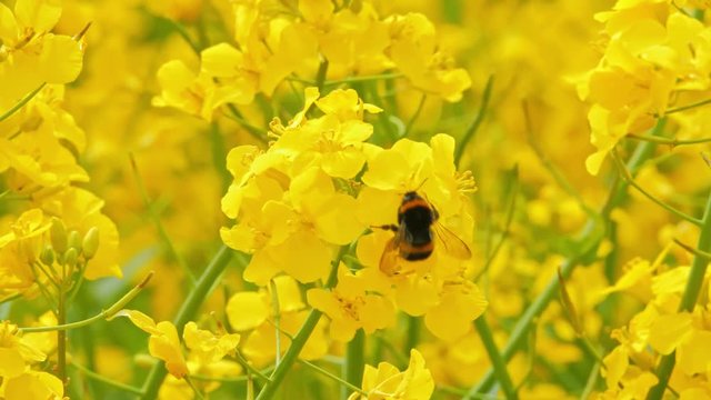 Closeup of a bumblebee and blooming rape plant