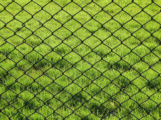 wire mesh of fence with green grass lawn