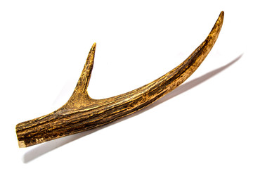 Elk antlers. Isolated on white