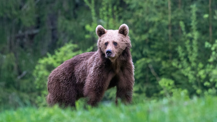 Obraz premium Young brown bear in the wild- Romania