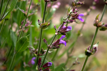 Closeup flowering Salvia officinalis a bright day . Medicinal plants, herbs in the garden. Concept of healthy nutrition.