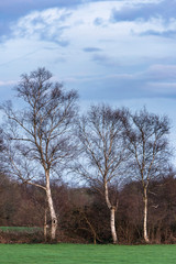 Obraz premium Birches in meadow against dark cloudy sky.