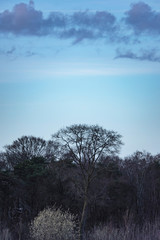 Large bare tree in forest with blue cloudy sky.