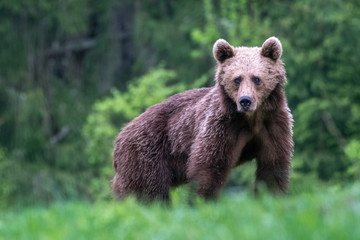 Fototapeta premium Young brown bear in the wild- Romania