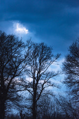 Fototapeta na wymiar Silhouette of bare trees against cloudy sky at dusk.