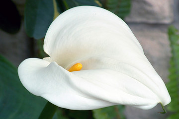 Fototapeta na wymiar White calla lily in the yard