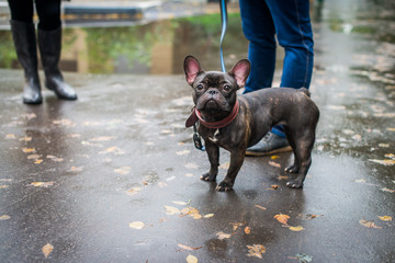Black french bulldog with a collar.