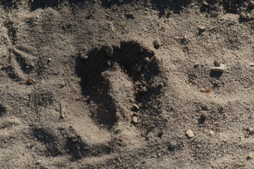 Empreinte de cerf