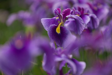 黄色い筋が素敵な紫の花菖蒲