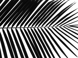 palm leaf silhouette on white background