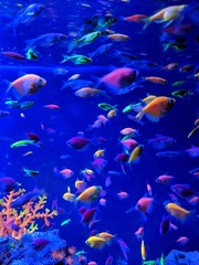Obraz na płótnie Canvas tropical fish in aquarium