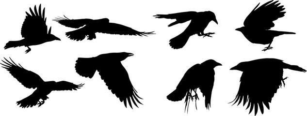 set of eight flying crow silhouettes on white
