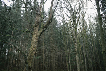 Walking in the spring forest