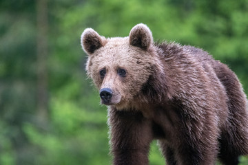 Naklejka na ściany i meble Young brown bear in the wild- Romania
