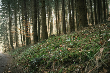Walking in the spring forest