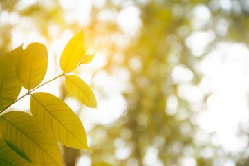 leaf Plant part Green color Plant Growth close-up Nature no people selective focus beauty in Nature outdoors day focus on foreground