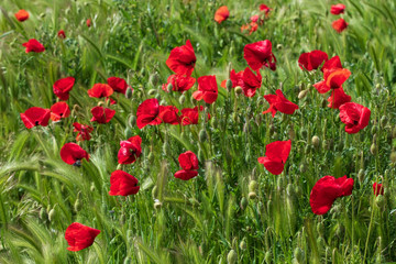 Fototapeta na wymiar Vivid bloom of poppies in a poppy field in windy weather