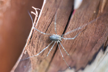 macro photo of a spider on a wooden surface